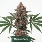 Indica Seeds Mix Pack