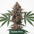 Focus & Creativity Feminized Mix Pack