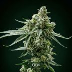 GG4 + Tropic Thunder Funk Clone Bundle