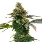 Indica Autoflower Mix Pack