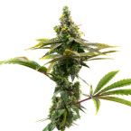 Best Sellers Autoflower Mix Pack