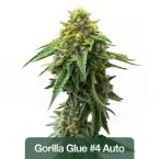Best Sellers Auto Seeds Mix Pack