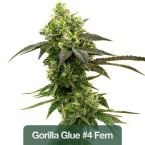 Best Sellers Seeds Mix Pack