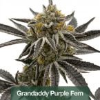 2026 Bestselling Indica Fem Collection