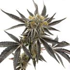 2026 Bestselling Indica Fem Collection
