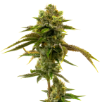 Hybrid Autoflower Mix Pack