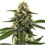 Gravenstein OG Autoflower Cannabis Seeds