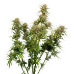 Grease Gun Autoflower Cannabis Seeds