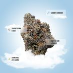 Hash Burger THCa Flower