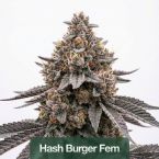 2026 Bestselling Indica Fem Collection