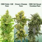 High CBD Feminized Mix Pack
