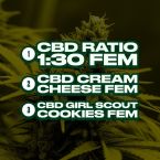 High CBD Feminized Mix Pack