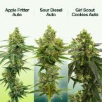 High THC Auto Seeds Mix Pack