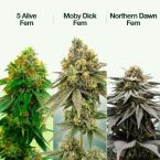 High THC Seeds Mix Pack