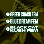 High Yield Feminized Mix Pack