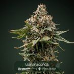 GG4 + Bananaconda + The Dream Clone Bundle