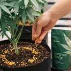 Seed to Harvest Grow Kit