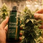 Cannabis Feeding System