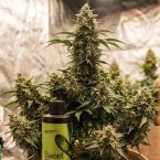 Cannabis Feeding System