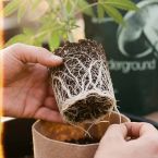 Underground Mix - Mycorrhizae Powder