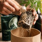 Cannabis Feeding System