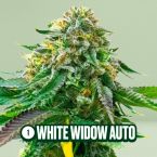 Homegrown Cannabis Seed Box