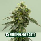 Homegrown Cannabis Seed Box