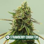 Homegrown Cannabis Seed Box