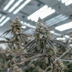 Hunters Moon Cannabis Clones