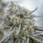 Hunters Moon Cannabis Clones