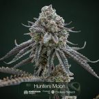 Tropic Thunder Funk + Toffee Headz + Hunter's Moon Clone Bundle
