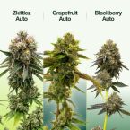 Hybrid Autoflower Mix Pack