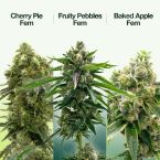 Hybrid Feminized Mix Pack