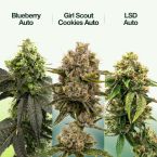 Indica Autoflower Mix Pack
