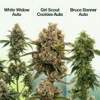 Indoor Autoflower Mix Pack