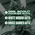 Indoor Autoflower Mix Pack