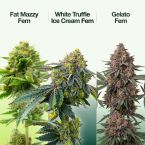 Indoor Feminized Mix Pack