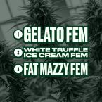 Indoor Feminized Mix Pack