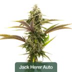 Outdoor Auto Seeds Mix Pack