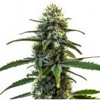 Jealousy Glue Feminized