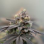 Killer Cupcake Cannabis Clones