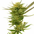 2026 Bestselling Sativa Auto Collection