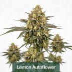2026 Bestselling Sativa Auto Collection