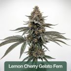 2026 Bestselling Hybrid Fem Collection