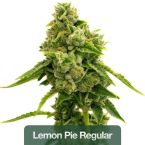 Regular Seeds Mix Pack