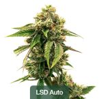 Best Sellers Auto Seeds Mix Pack