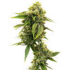 Indica Autoflower Mix Pack