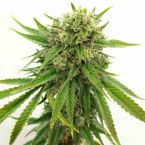 2026 Bestselling Sativa Fem Collection