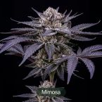 Endless Glue + Octane Mintz + Mimosa Clone Bundle