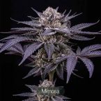 Black Baccara + Sunset Spice + Mimosa Clone Bundle